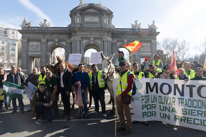 Agricultores se manifiestan con varios mulos por la Puerta de Alcalá este miércoles en Madrid