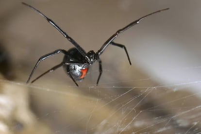 Viuda negra australiana, una de las arañas más peligrosas para los humanos.