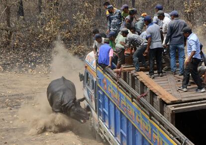 Un veterinario nepalés y su equipo técnico liberan a un rinoceronte después de que sea reubicado en el Parque Nacional Chitwan, a unos 250 kilómetros de Katmandú.