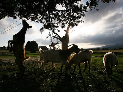 La última moda en California: pagar por pasear detrás de un rebaño de cabras