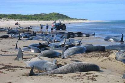 Los cadáveres de los mamíferos se amontonan en una playa del distrito de Bass, en la isla King.