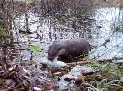 Era la segunda vez que un pez eludía sus fauces. Pero la ágil nutria no se daba por vencida. Seguía nadando y buscando el rastro de los peces. El olor de una nueva presa la llevó a la orilla, donde yacía un pez muerto. Un bocado fácil para la nutria, que no dudó en dar cuenta de la carroña. No se percató, pero mientras disfrutaba de su suerte, una cámara inmortalizó el momento. La vida prolifera en las aguas contaminadas del río Prípiat.