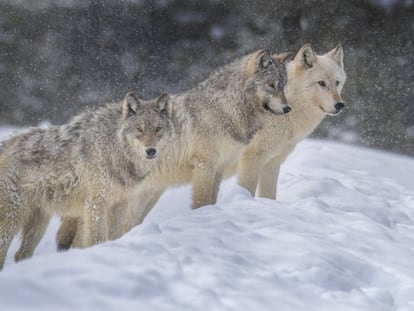 Lobos grises en Yellowstone, en una imagen de este año.