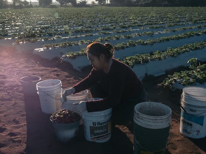 Una trabajadora coloca fresas en baldes durante una cosecha en una granja en Culiacán, Sinaloa.