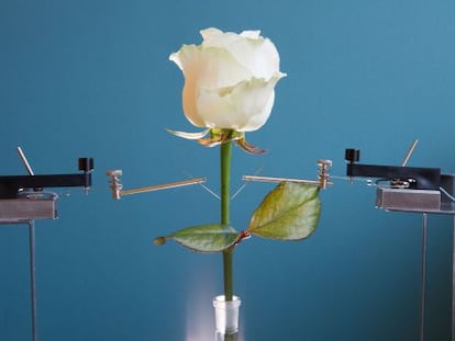 La imagen muestra la rosa convertida en un completo circuito electr&oacute;nico.