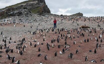 Pingüinos en Hannah Point, la Antártida.