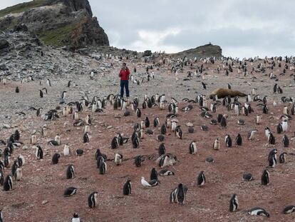 Pingüinos en Hannah Point, la Antártida.