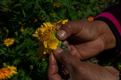 Una productora muestra las semillas de la flor de cempasúchil nativa en Doxey.