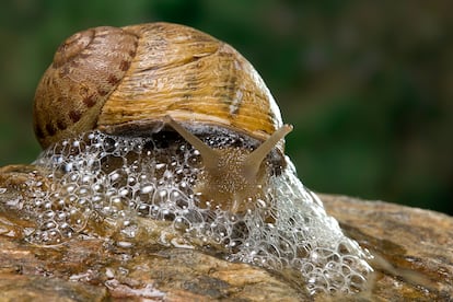 El moco del caracol