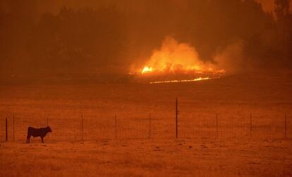 Una vaca pasta no muy lejos de un incendio en Butte Mountain, California.