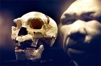 El Cráneo <b></b><i>Número 5,</i> en una muestra del Museo Nacional de Ciencias Naturales (Madrid).