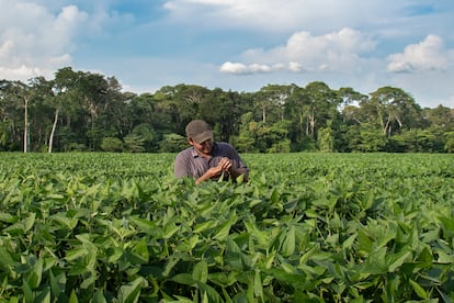 Philip Weibe, en su campo de soja en la comuna Steinbach. Busca el gusano de la soja, una de las principales razones del uso de pesticidas.
