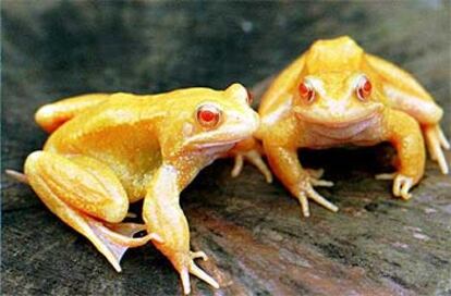 Dos ranas naranja, cuya coloración se cree motivada por un cambio climático.