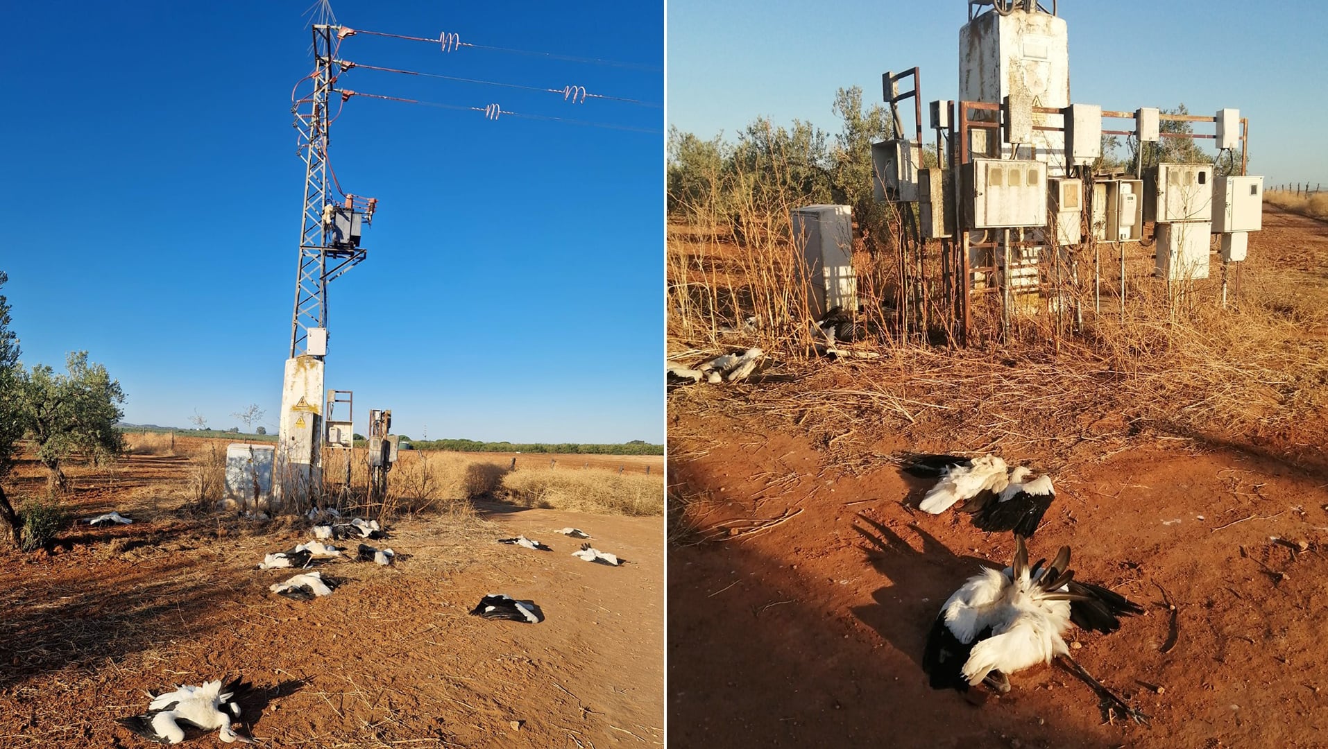 Las eléctricas tendrán que pagar la mejora de los tendidos para evitar la muerte de...