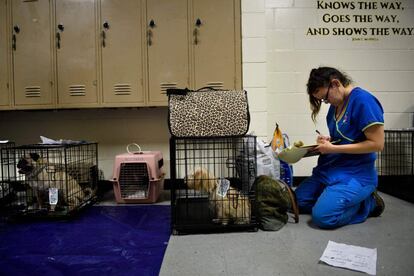 Las mascotas son revisadas en un albergue mientras sus dueños esperan en refugios la llegada del huracán.