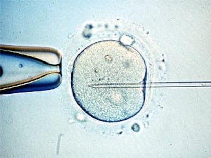 Manipulación de un embrión humano.