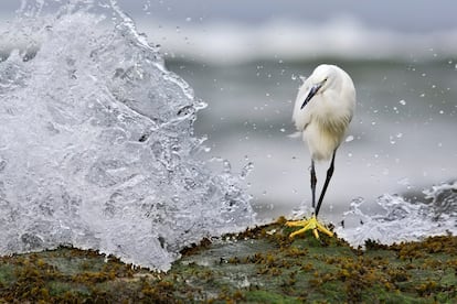 Garceta común sorprendida por el mar Cantábrico, en Gijón, Asturias.