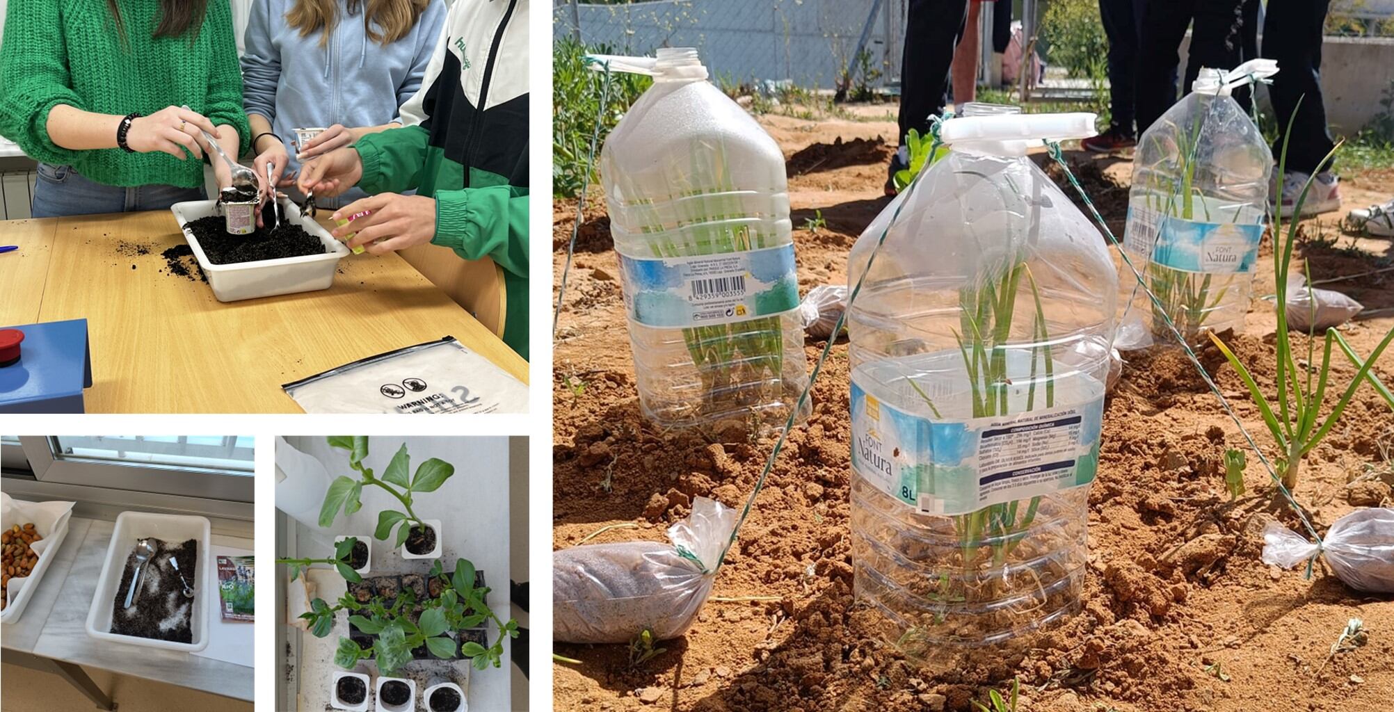 Puesta en práctica del diseño experimental para el estudio del grado de adaptación de las plantas a la sequía.