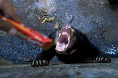 Un visitante ofrece una chocolatina a un oso del zoo de Bandung (Indonesia).