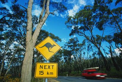 Señal que advierte de la posibilidad de encontrar canguros en una carretera del Estado de Victoria, en Australia.