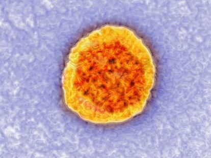 Imagen tomada con un microscopio del virus de la hepatitis C. 