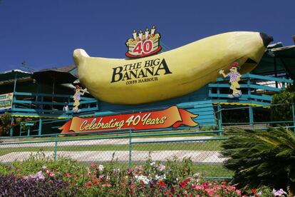 La Gran Banana, con curva propia en la Pacific Highway, en Coff’s Harbour (Nueva Gales del Sur), se inauguró en 1964. Desde entonces hace detenerse a millones de viajeros en una de las carreteras más transitadas de Australia, pese a haber sido votada como la atracción turística más extraña y grotesca del mundo. En el complejo Big Banana venden cualquier cosa que esté mínimamente relacionada con el plátano –batidos, racimos, mermeladas–, pero no debe confundirse con la otra Big Banana de Carnarvon, en la costa oeste del país. Fue la atracción que desató la fiebre de las 'big things' en Australia. Aparte de su particular, y un tanto hortera, homenaje a la banana, Coffs tiene unas playas fabulosas y una gran oferta de actividades acuáticas que lo convierten en un destino popular para familias. Big Banana (www.bigbanana.com) está en la Pacific Highway, al norte de Coffs. La entrada es gratuita y se pagan las atracciones individuales.