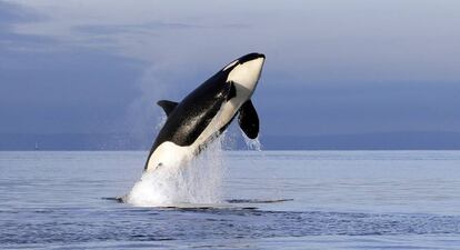 Una orca en estado salvaje en Puget Sound, cerca de Seattle.