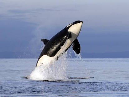 Una orca en estado salvaje en Puget Sound, cerca de Seattle.