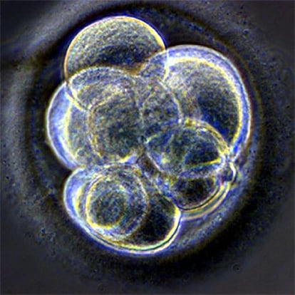 El embrión clonado en Newcastle, a los tres días de la transferencia nuclear.