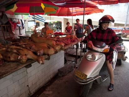 Preparativos do Festival anual da carne de cachorro em Yulin.