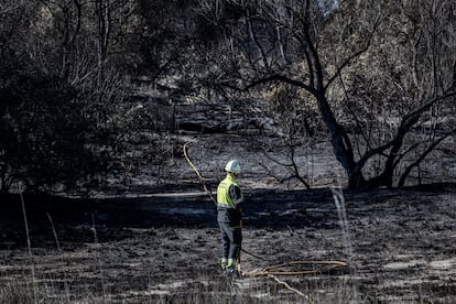 Estado en el que ha quedado una parte de la Devesa de El Saler tras el incendio del pasado fin de semana.