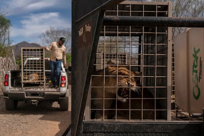 Un león en una jaula esperando ser transportado a Mazatlán, el 20 de mayo de 2025.