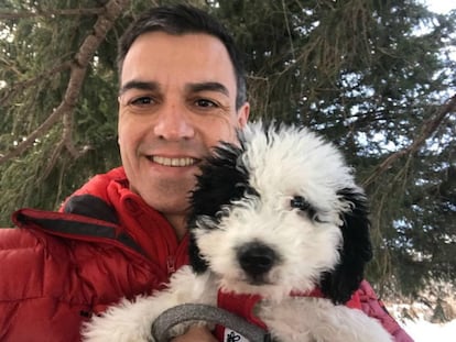 'Turca' es la perra del presidente del Gobierno en funciones. Pedro Sánchez presentó en diciembre de 2017 a este perro de aguas blanco y negro en sus redes sociales, de la que destaco su "nobleza y dulzura".