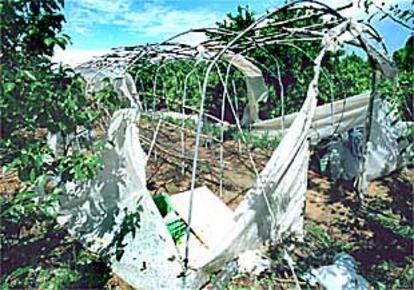 Daños causados por el pedrisco el martes en un campo del término de Guadassuar.