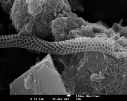 Imagen obtenida por un microscopio electrónico de barrido, de microorganismos enigmáticos encontrados en un tubo de lava de Canarias.