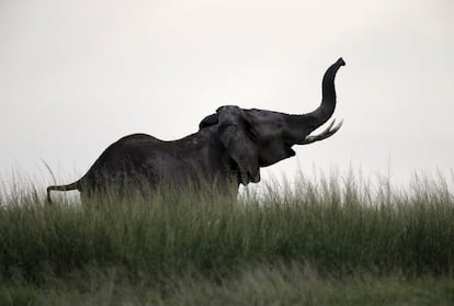 An elephant walks in Amboseli National park, Kenya, 