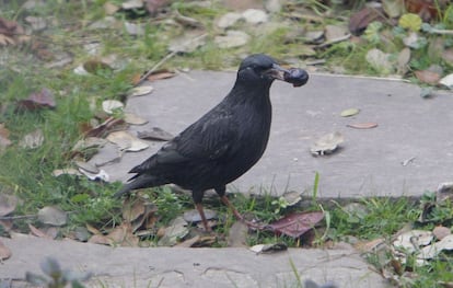 Un estornino pinto, 'Sturnus vulgaris', se alimenta con una aceituna. Mide unos 20 cm de largo y tiene un plumaje de color negro. Habita en Europa y Asia.