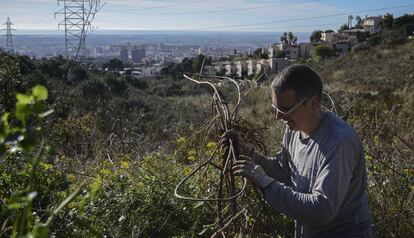 Un voluntario de Depana retira plantas invasoras de Collserola.