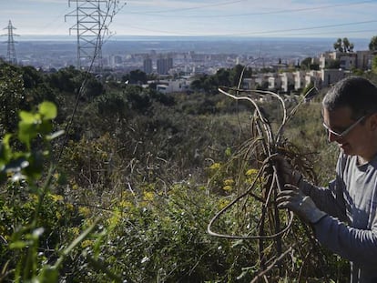 Un voluntario de Depana retira plantas invasoras de Collserola.