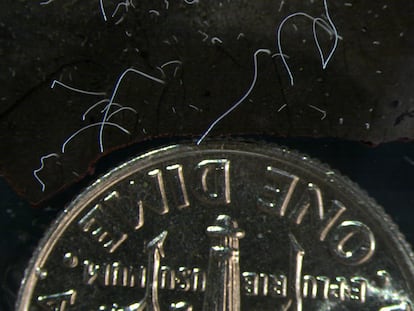 Bacterias de la especie 'Thiomargarita magnifica', con una moneda de 10 centavos de dólar.