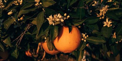 Neroli_naranja_ROWSE