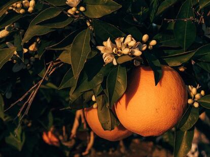 15 marcas de cosmética natural españolas que arrasan y salen de la huerta