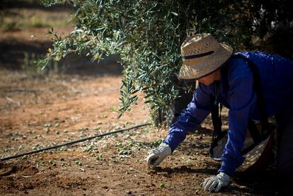 Una vez limpiado de frutos las ramas, se limpia en suelo de las aceitunas que han caido.