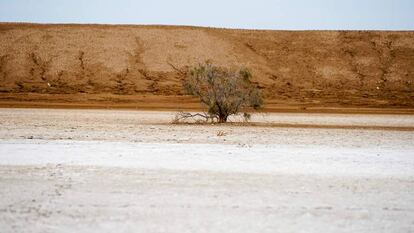 Fragmento do documentário 'Os desertos de Sonora'
