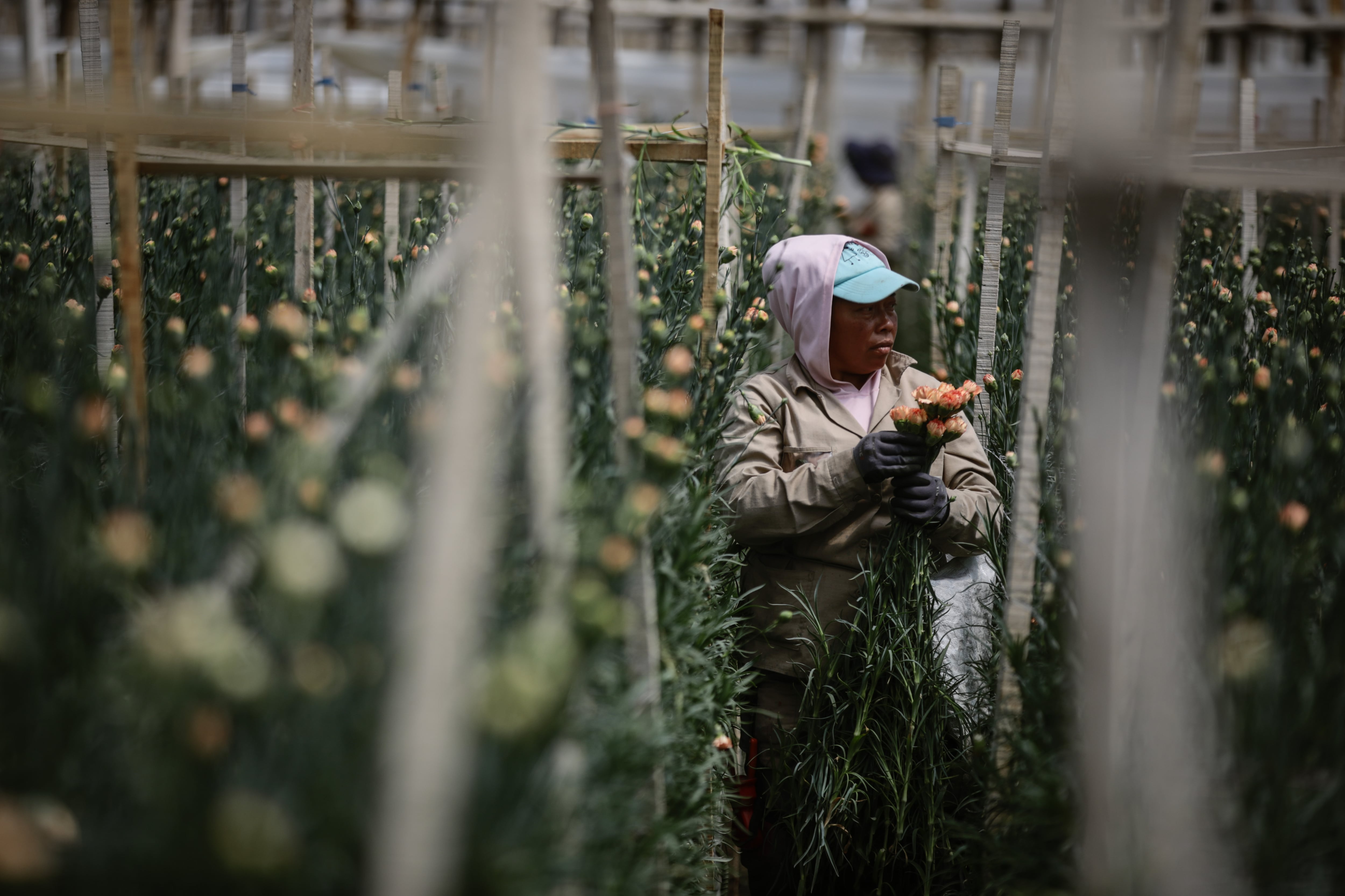 Las flores colombianas chocan con la revaluación, el salario mínimo, los fletes y Trump