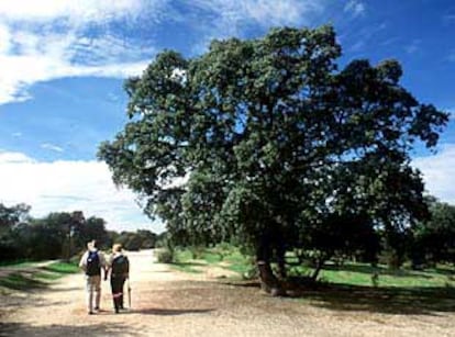 Dos excursionistas pasean por el Soto de Viñuelas.