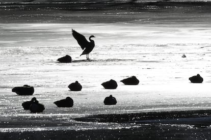 Patos en un estanque congelado de Baltimore, sobreviven al temporal de frío ártico que azota parte de Estados Unidos