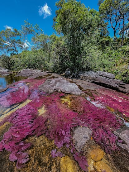 Río Caño Cristal es conocido como “el río de los cinco colores” o “el río más hermoso del mundo”.