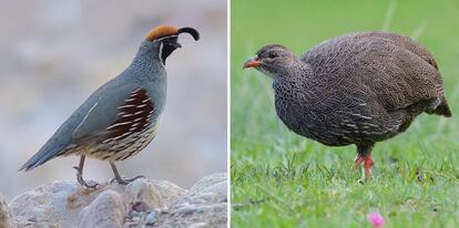 Pájaros de la familia de los 'galliformes' como el gallo.