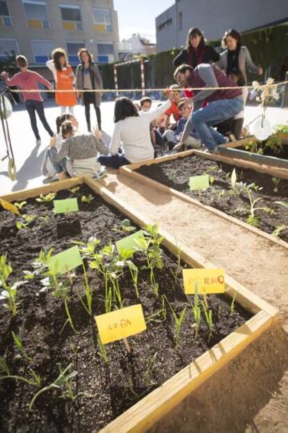 Los alumnos cultivan los productos agrícolas en sus propios huertos.